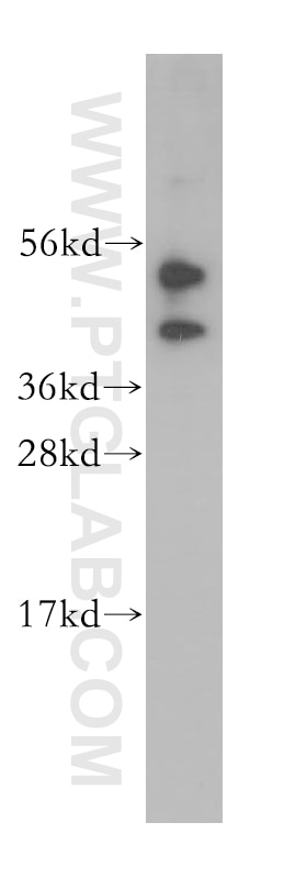 Western Blot (WB) analysis of HeLa cells using NUDCD3 Polyclonal antibody (11764-1-AP)