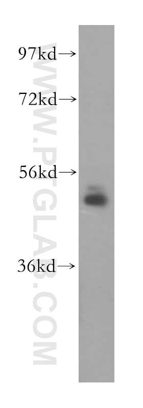 Western Blot (WB) analysis of human liver tissue using NUDCD3 Polyclonal antibody (11764-1-AP)