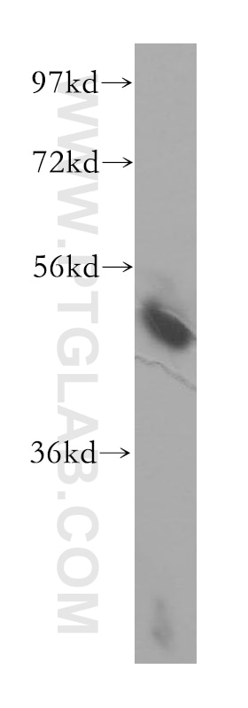 Western Blot (WB) analysis of HEK-293 cells using NUDCD3 Polyclonal antibody (11764-1-AP)