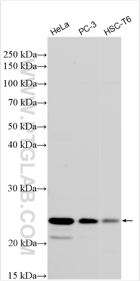 Western Blot (WB) analysis of various lysates using Nurim Polyclonal antibody (27009-1-AP)