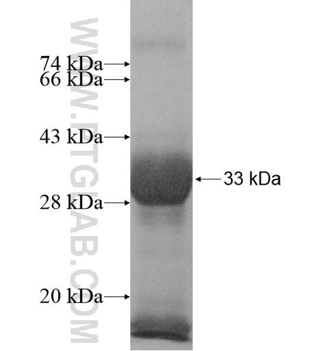 OAF fusion protein Ag11812 SDS-PAGE