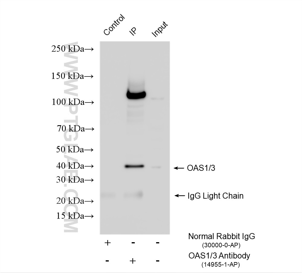Immunoprecipitation (IP) experiment of HeLa cells using OAS1/3 Polyclonal antibody (14955-1-AP)