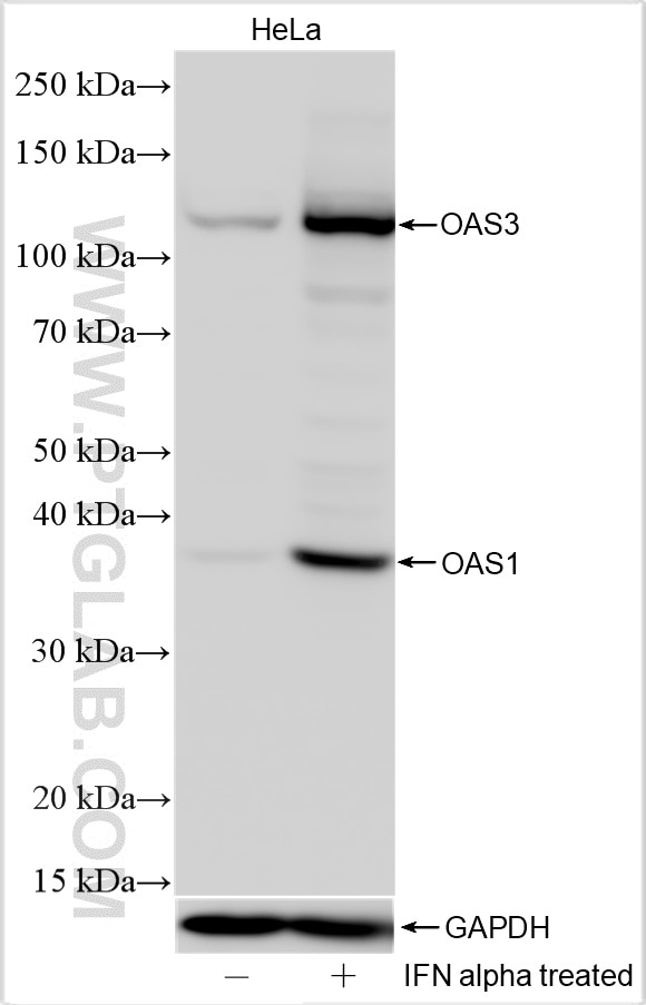 Western Blot (WB) analysis of various lysates using OAS1/3 Polyclonal antibody (14955-1-AP)