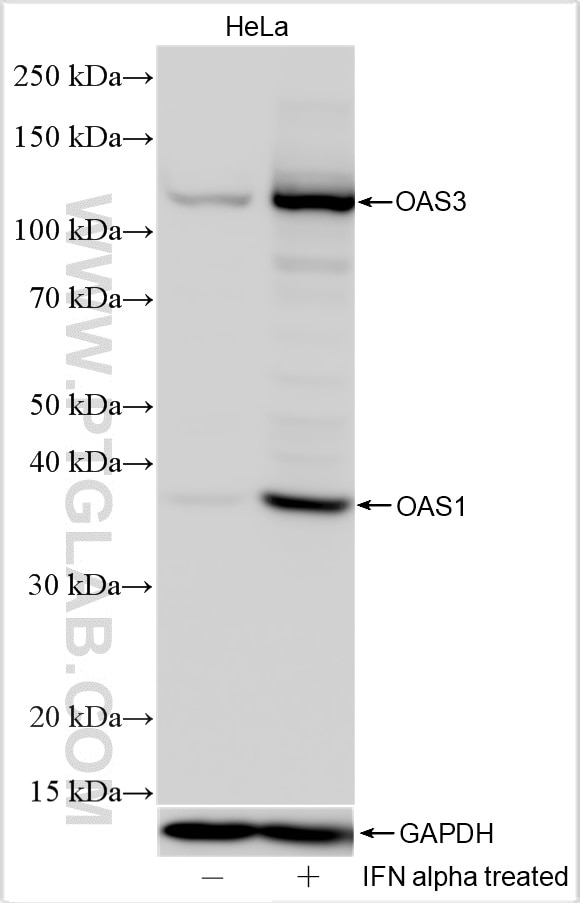 WB analysis using 14955-1-AP