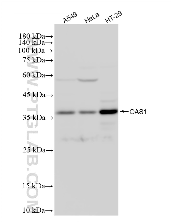 WB analysis using 82883-1-RR Western Blot (WB) analysis of various lysates using OAS1 Recombinant monoclonal antibody (82883-1-RR)