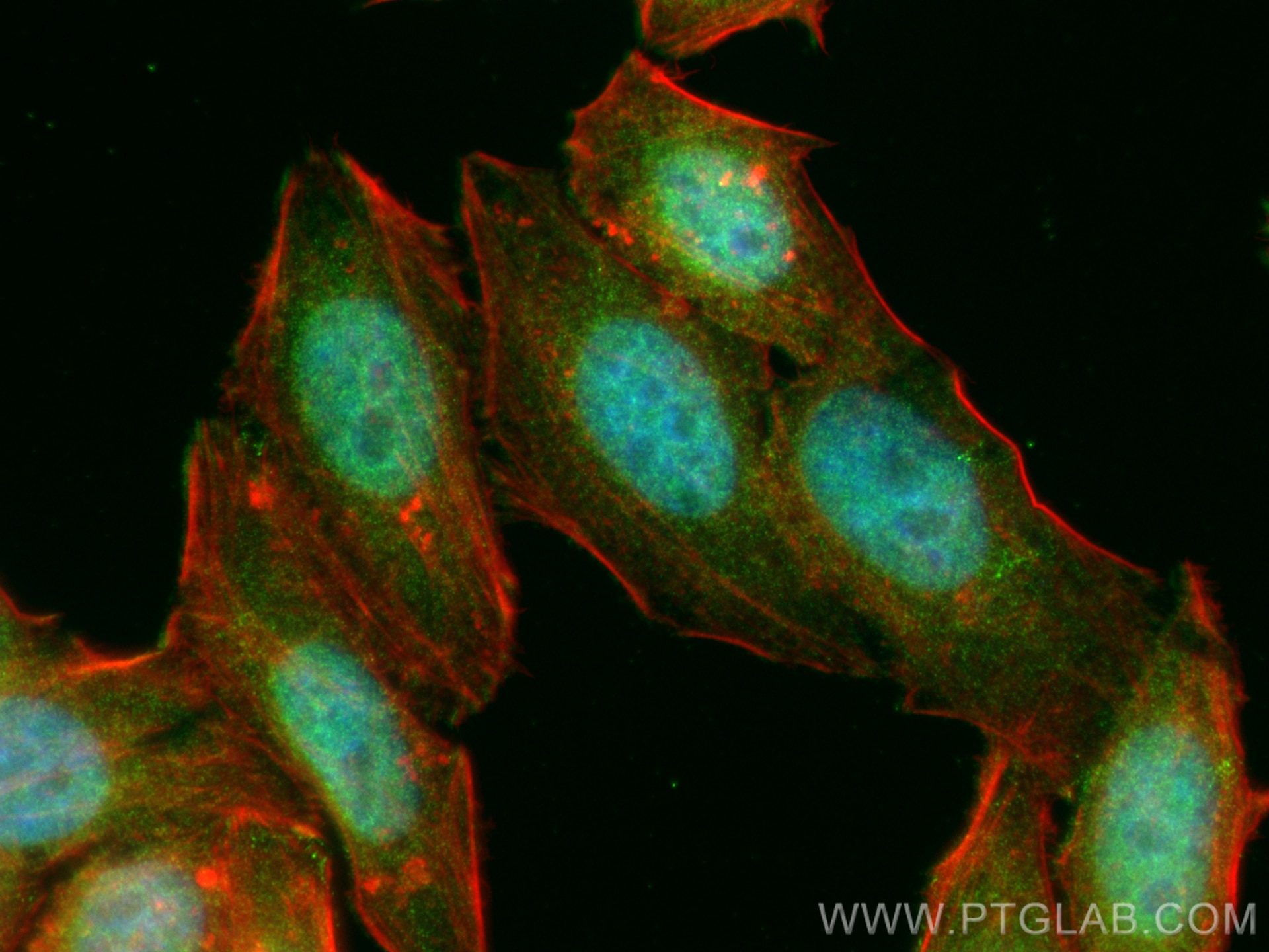 Immunofluorescence (IF) / fluorescent staining of HepG2 cells using OAS2 Polyclonal antibody (19279-1-AP)