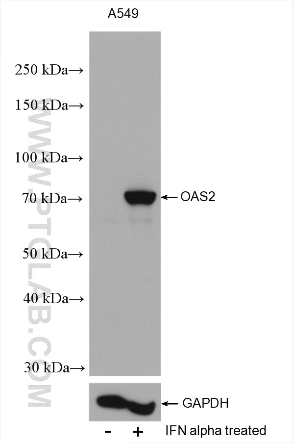 Western Blot (WB) analysis of various lysates using OAS2 Polyclonal antibody (19279-1-AP)
