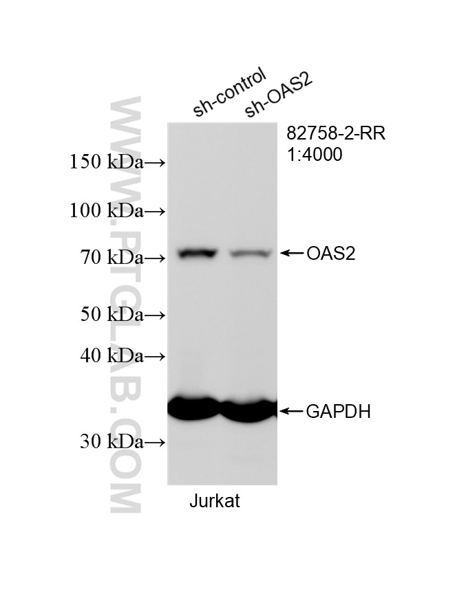 WB analysis of Jurkat using 82758-2-RR Western Blot (WB) analysis of Jurkat cells using OAS2 Recombinant monoclonal antibody (82758-2-RR)