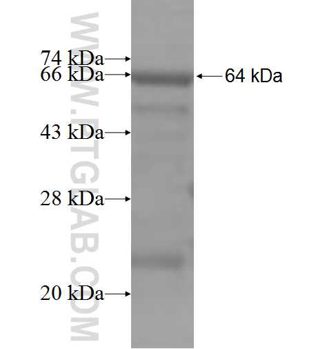 OAS2 fusion protein Ag5436 SDS-PAGE