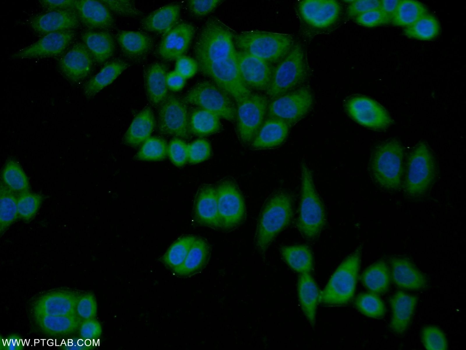 Immunofluorescence (IF) / fluorescent staining of HeLa cells using OAS3 Polyclonal antibody (21915-1-AP)