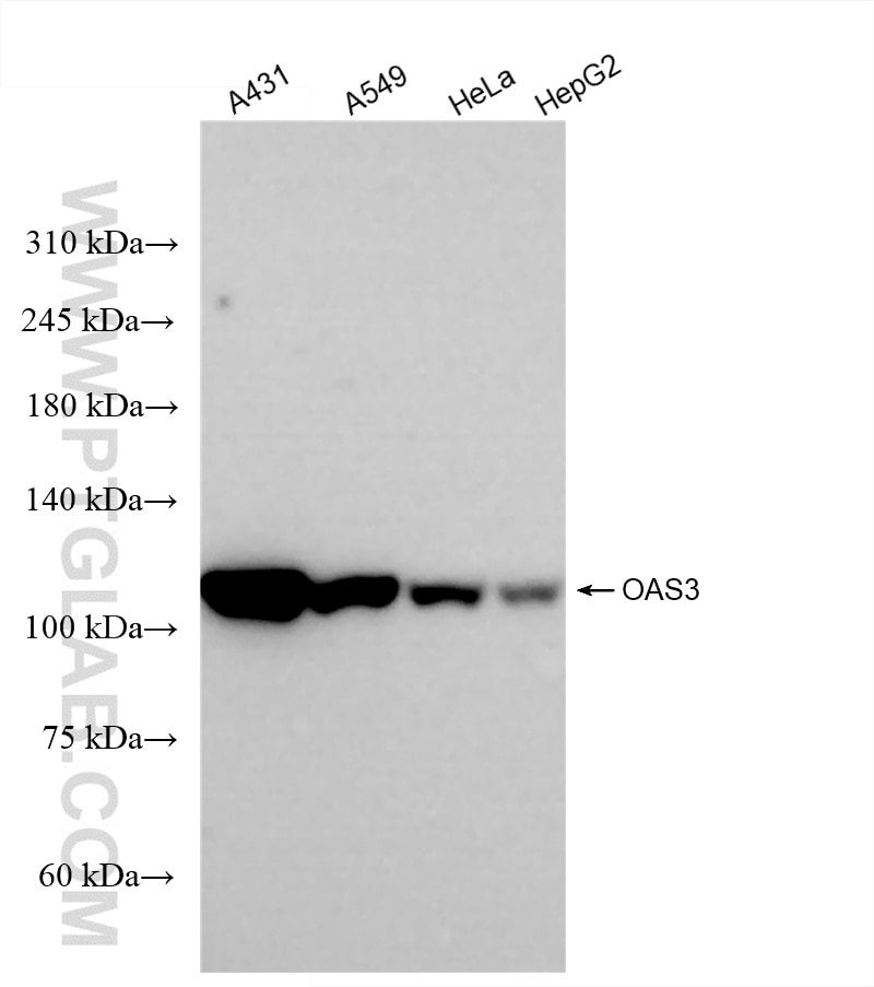 Western Blot (WB) analysis of various lysates using OAS3 Recombinant antibody (85392-2-RR)