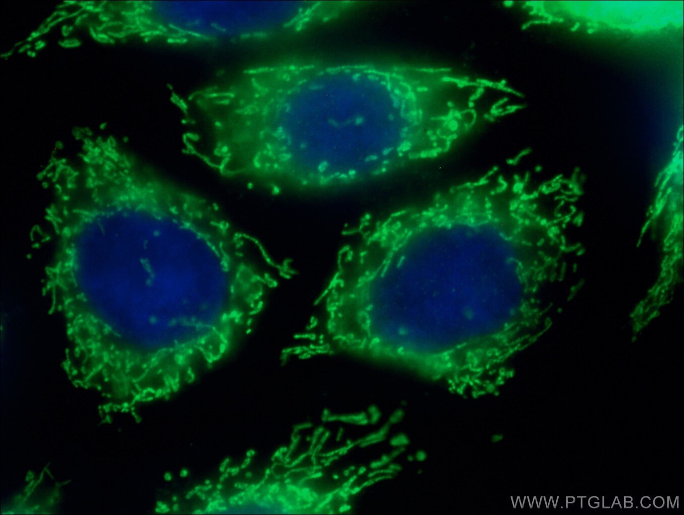Immunofluorescence (IF) / fluorescent staining of HepG2 cells using OAT Polyclonal antibody (17089-1-AP)