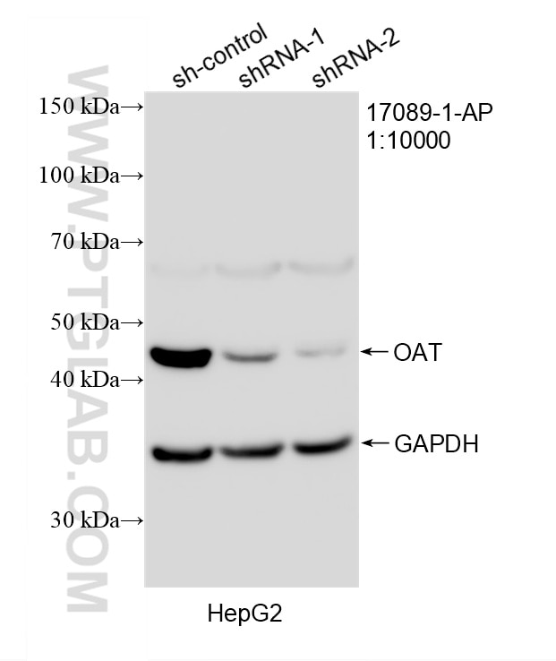 Western Blot (WB) analysis of HepG2 cells using OAT Polyclonal antibody (17089-1-AP)