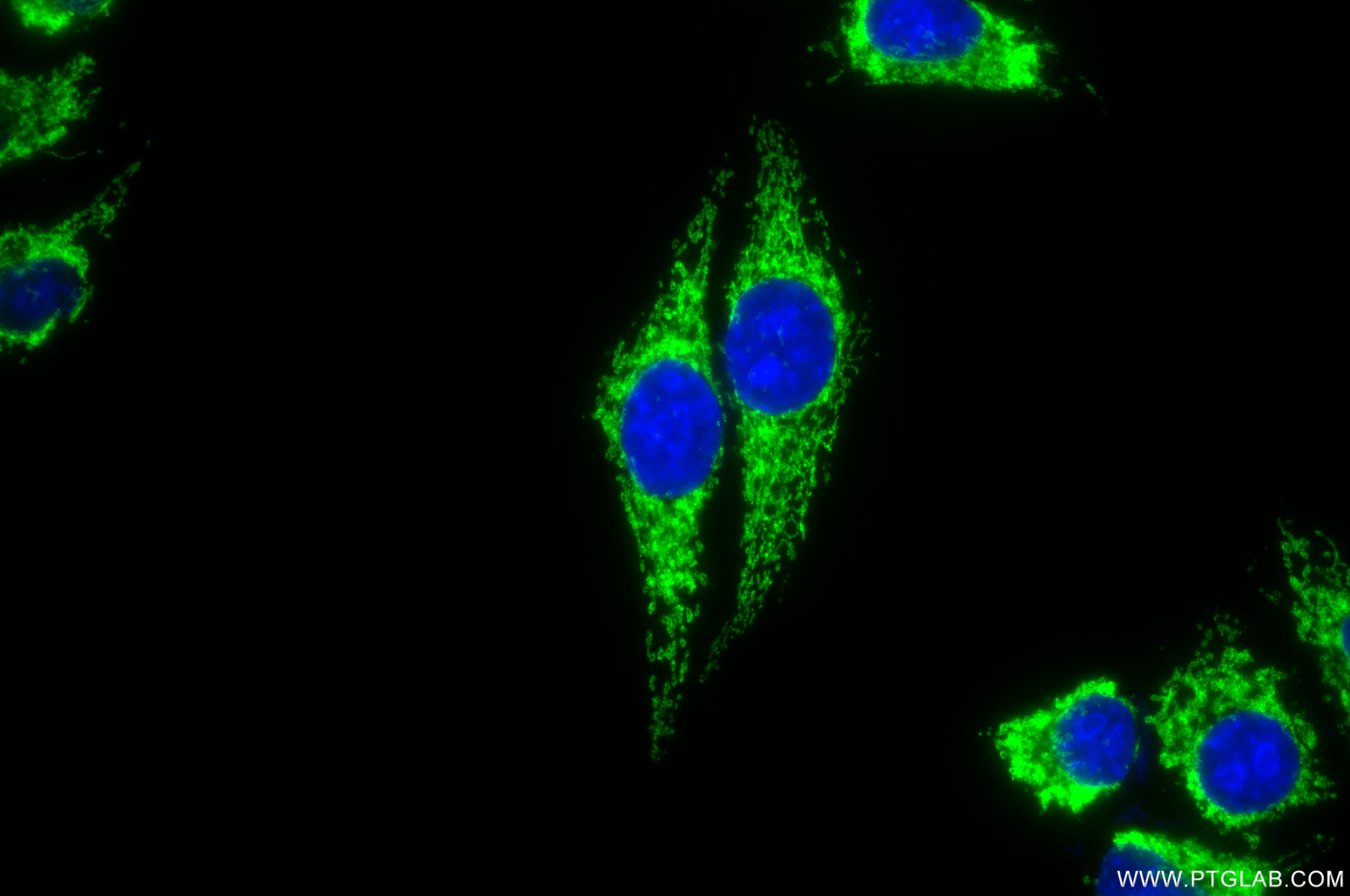Immunofluorescent analysis of (-20°C Methanol) fixed HepG2 cells using OAT antibody (85218-2-RR, Clone: 242843D8 ) at dilution of 1:500 and CoraLite®488-Conjugated Goat Anti-Rabbit IgG(H+L) (SA00013-2). Immunofluorescence (IF) / fluorescent staining of HepG2 cells using OAT Recombinant monoclonal antibody (85218-2-RR)
