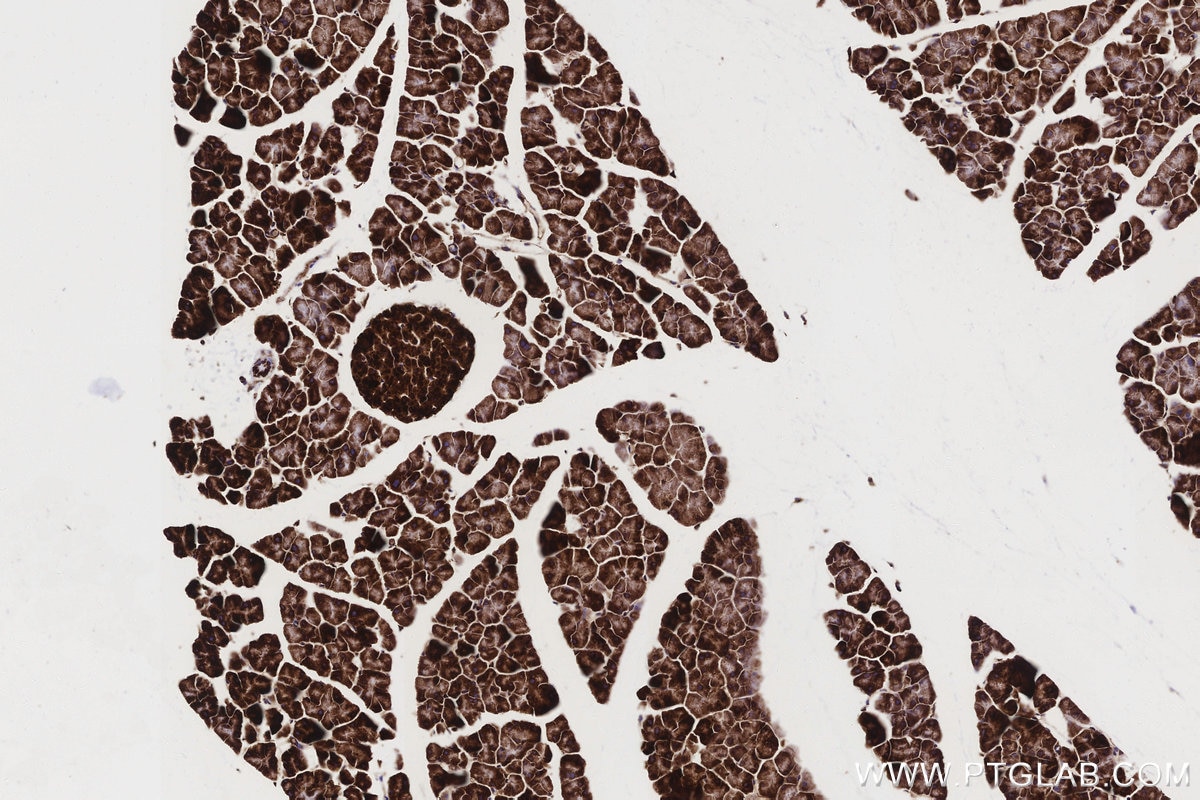 Immunohistochemistry (IHC) staining of mouse pancreas tissue using OAT Recombinant monoclonal antibody (85218-2-RR)