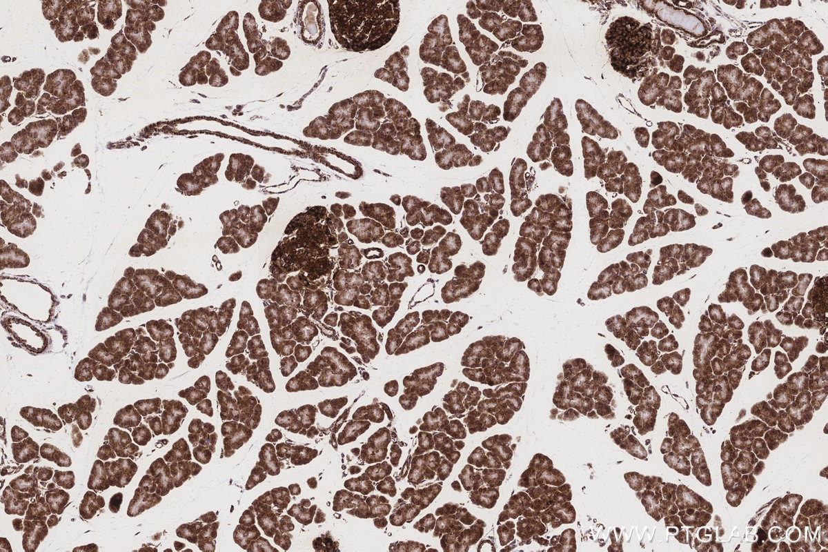 Immunohistochemistry (IHC) staining of rat pancreas tissue using OAT Recombinant monoclonal antibody (85218-2-RR)
