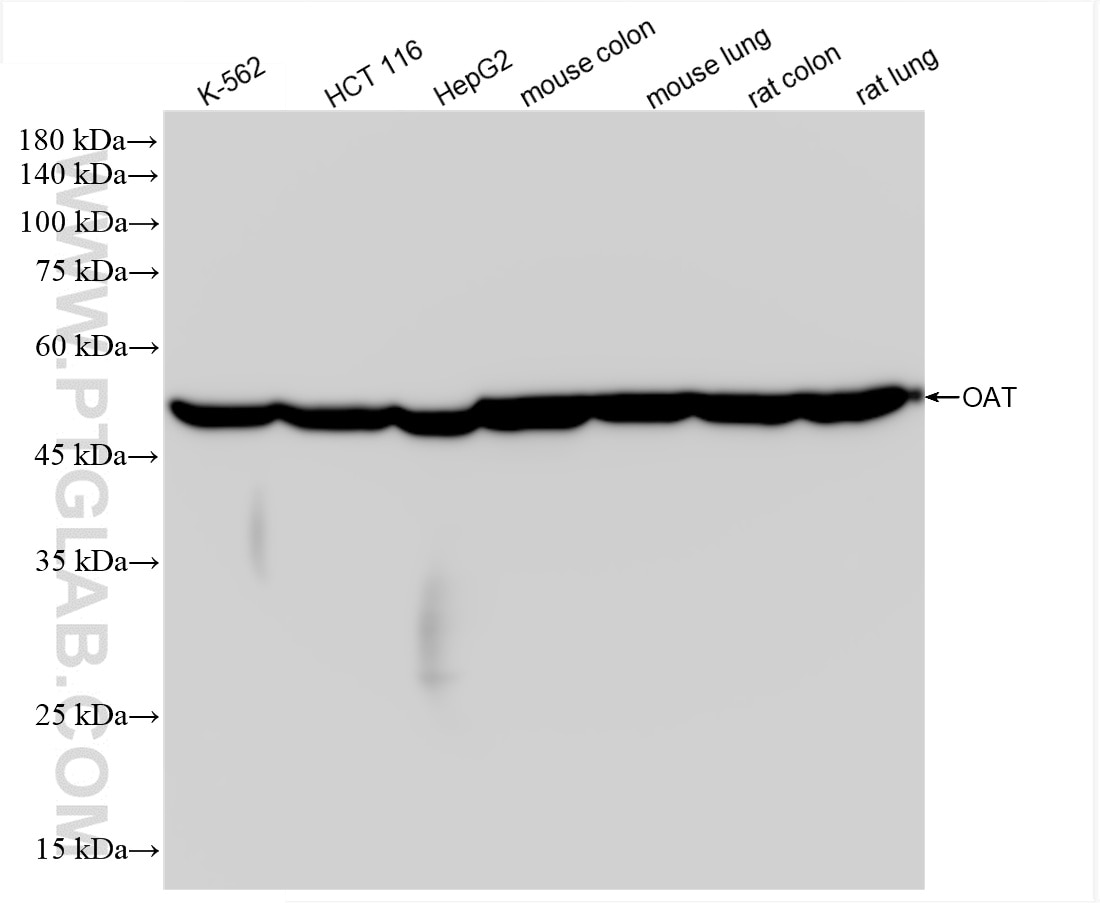 Western Blot (WB) analysis of various lysates using OAT Recombinant antibody (85218-2-RR)