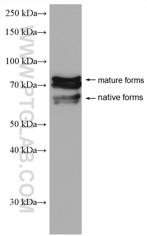 Western Blot (WB) analysis of mouse brain tissue using OAT1 Polyclonal antibody (26574-1-AP)