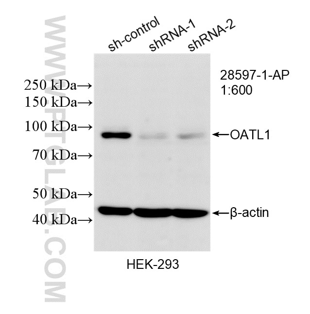 Western Blot (WB) analysis of HEK-293 cells using OATL1 Polyclonal antibody (28597-1-AP)