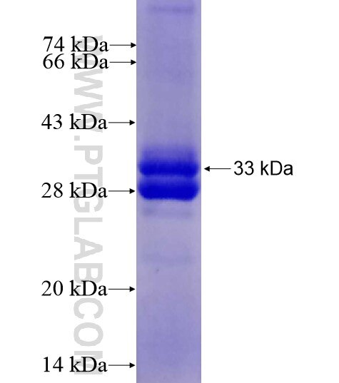 OAZ1 fusion protein Ag13027 SDS-PAGE