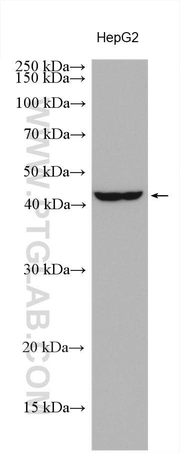 Western Blot (WB) analysis of various lysates using OBFC1 Polyclonal antibody (26230-1-AP)