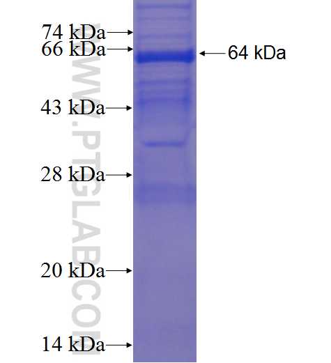 OBFC1 fusion protein Ag23868 SDS-PAGE