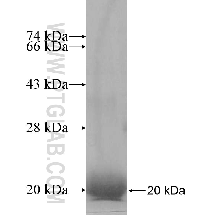 OBFC2A fusion protein Ag10383 SDS-PAGE