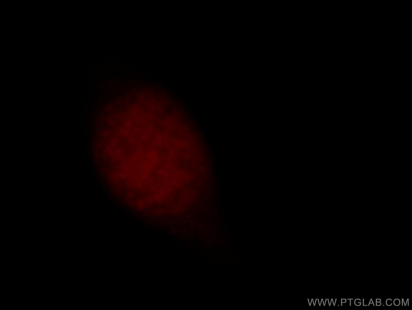 Immunofluorescence (IF) / fluorescent staining of HeLa cells using OBFC2B Polyclonal antibody (14809-1-AP)