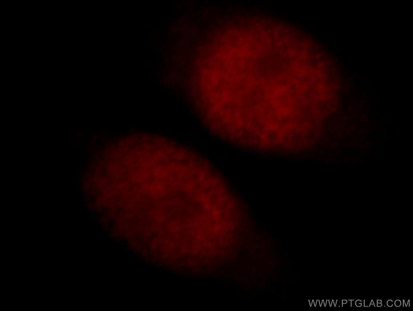 Immunofluorescence (IF) / fluorescent staining of HeLa cells using OBFC2B Polyclonal antibody (14809-1-AP)