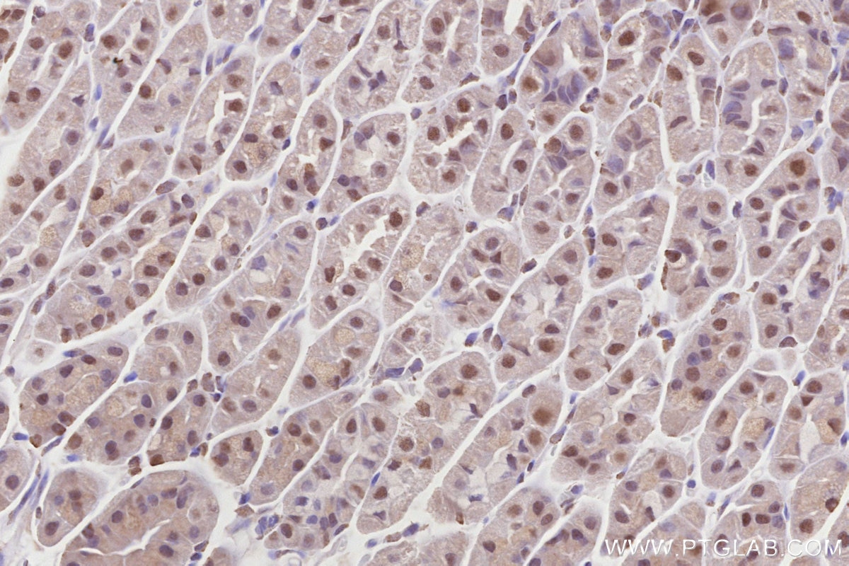 Immunohistochemistry (IHC) staining of mouse stomach tissue using OBFC2B Polyclonal antibody (14809-1-AP)
