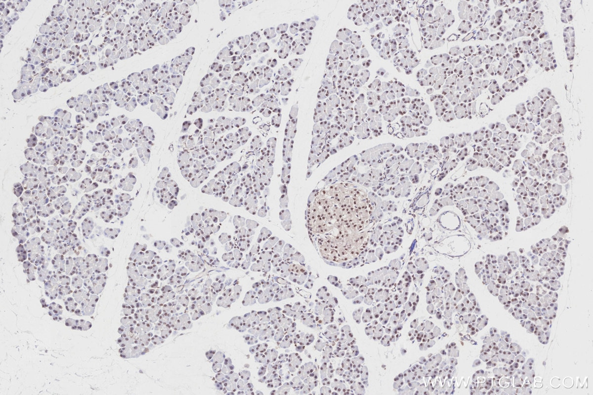 Immunohistochemistry (IHC) staining of rat pancreas tissue using OBFC2B Polyclonal antibody (14809-1-AP)