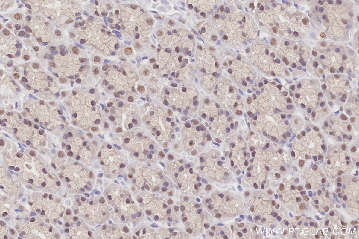 Immunohistochemistry (IHC) staining of rat stomach tissue using OBFC2B Polyclonal antibody (14809-1-AP)
