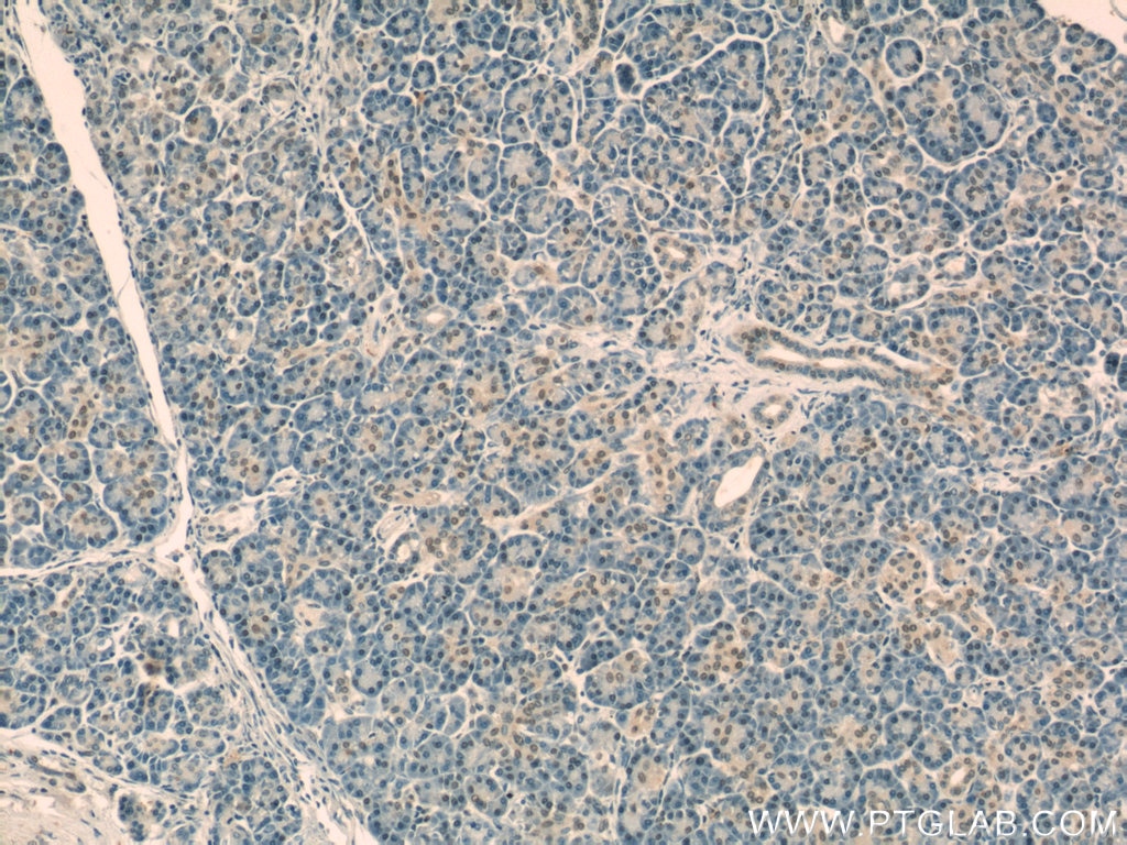 Immunohistochemistry (IHC) staining of human pancreas tissue using OBFC2B Polyclonal antibody (14809-1-AP)