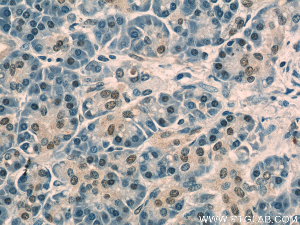 Immunohistochemistry (IHC) staining of human pancreas tissue using OBFC2B Polyclonal antibody (14809-1-AP)