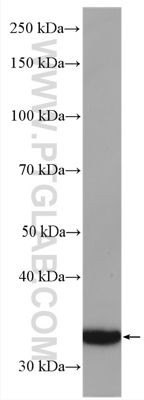 Western Blot (WB) analysis of HepG2 cells using OBFC2B Polyclonal antibody (14809-1-AP)