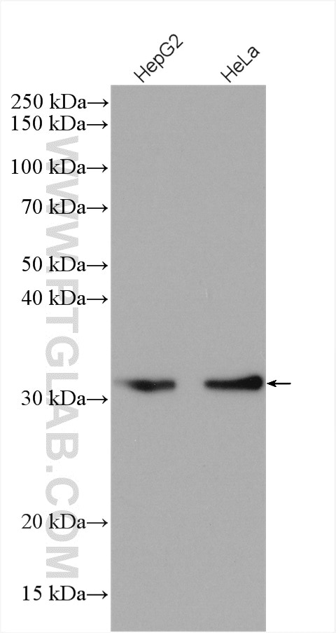 Western Blot (WB) analysis of various lysates using OBFC2B Polyclonal antibody (14809-1-AP)