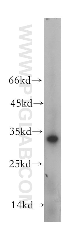 Western Blot (WB) analysis of NIH/3T3 cells using OBFC2B Polyclonal antibody (14809-1-AP)