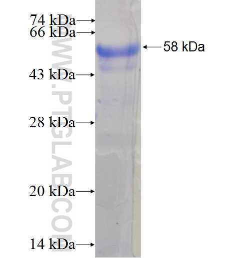 OBFC2B fusion protein Ag6532 SDS-PAGE