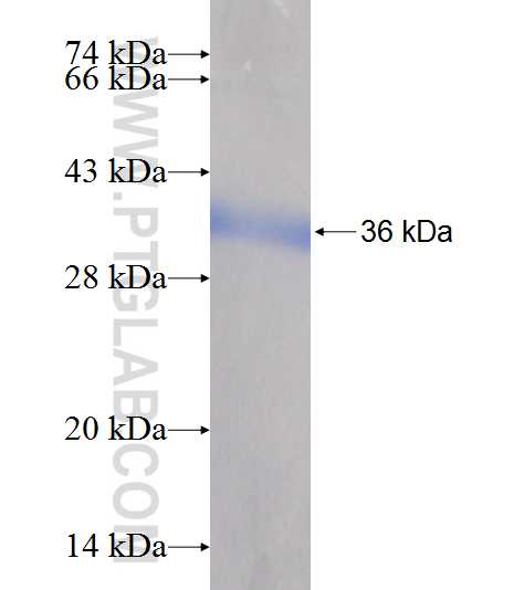 OBFC2B fusion protein Ag7116 SDS-PAGE