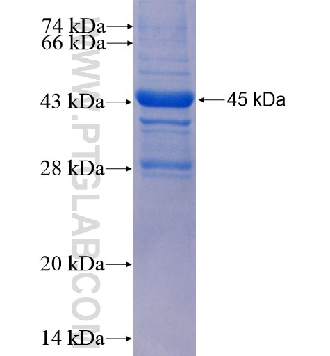 OBP2A fusion protein Ag13040 SDS-PAGE