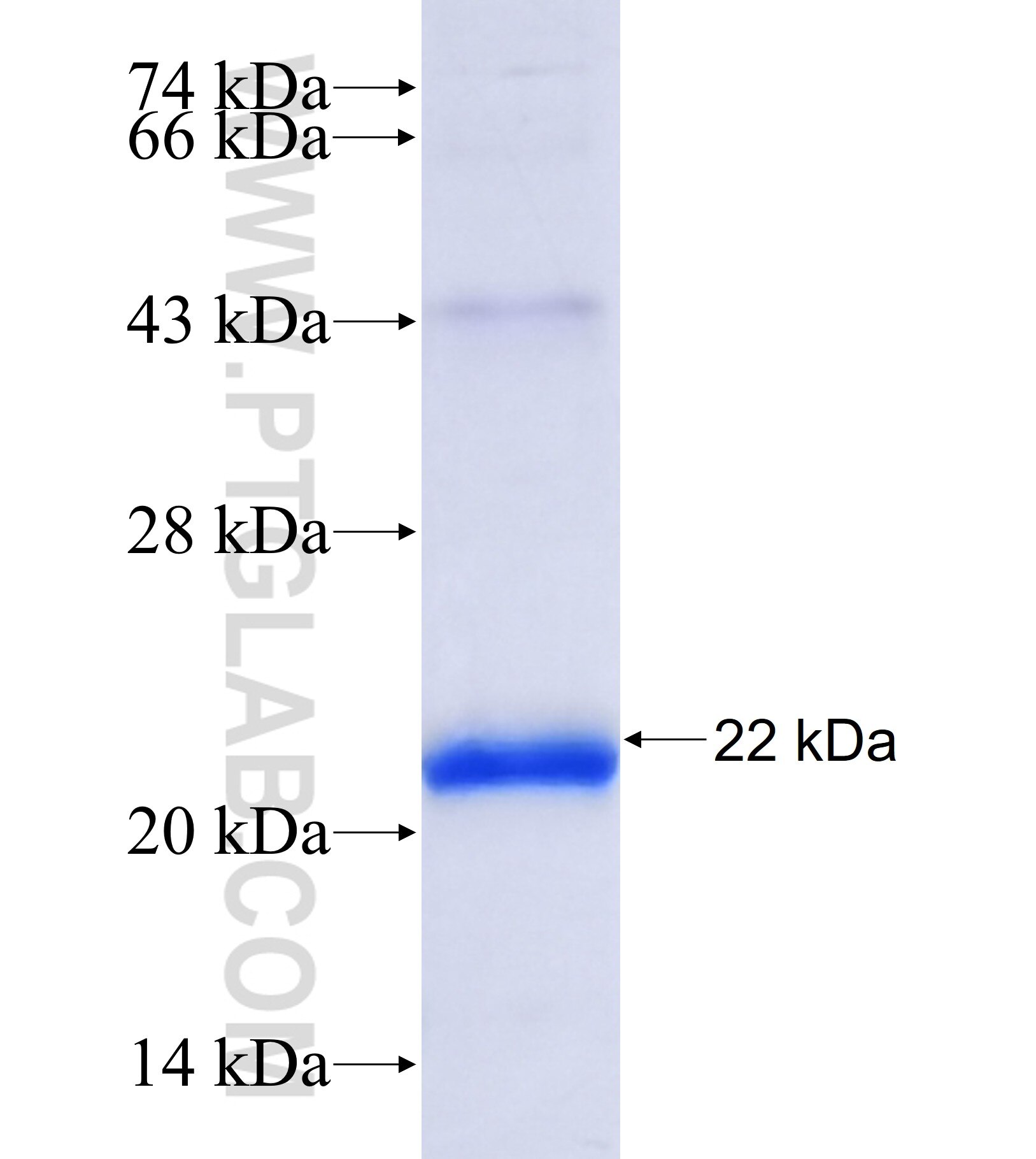 OC90 fusion protein Ag41155 SDS-PAGE