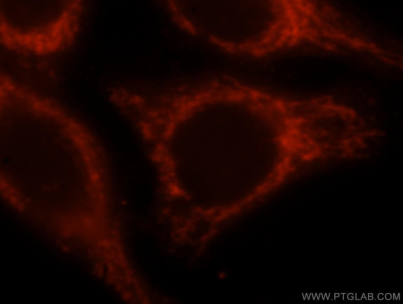 Immunofluorescence (IF) / fluorescent staining of HepG2 cells using OCIAD1 Polyclonal antibody (16634-1-AP)