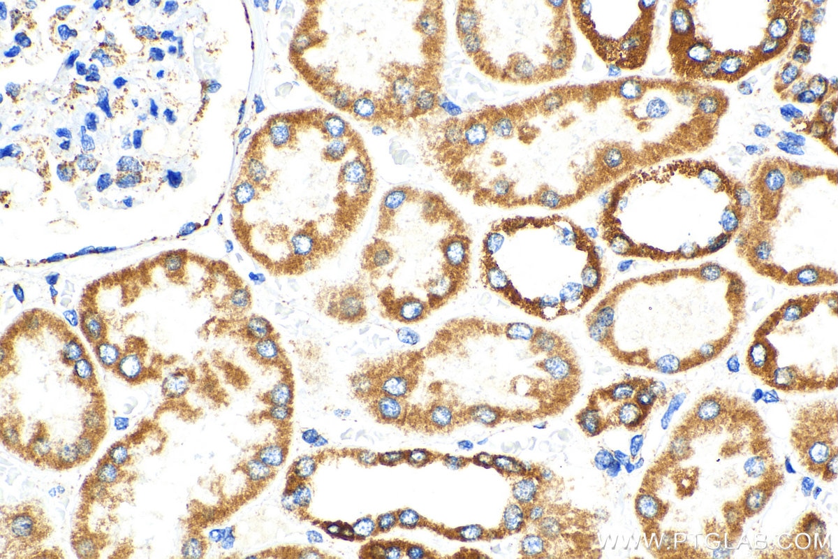Immunohistochemistry (IHC) staining of human kidney tissue using OCIAD1 Polyclonal antibody (16634-1-AP)