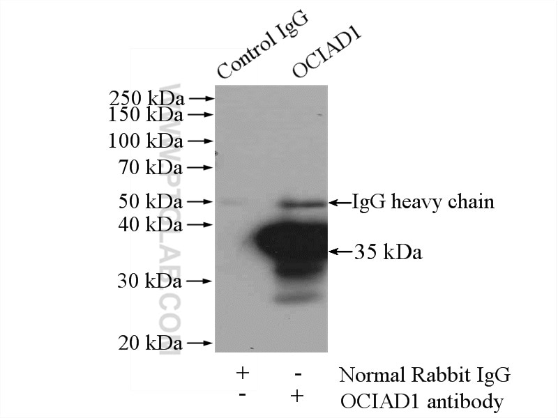 Immunoprecipitation (IP) experiment of HeLa cells using OCIAD1 Polyclonal antibody (16634-1-AP)