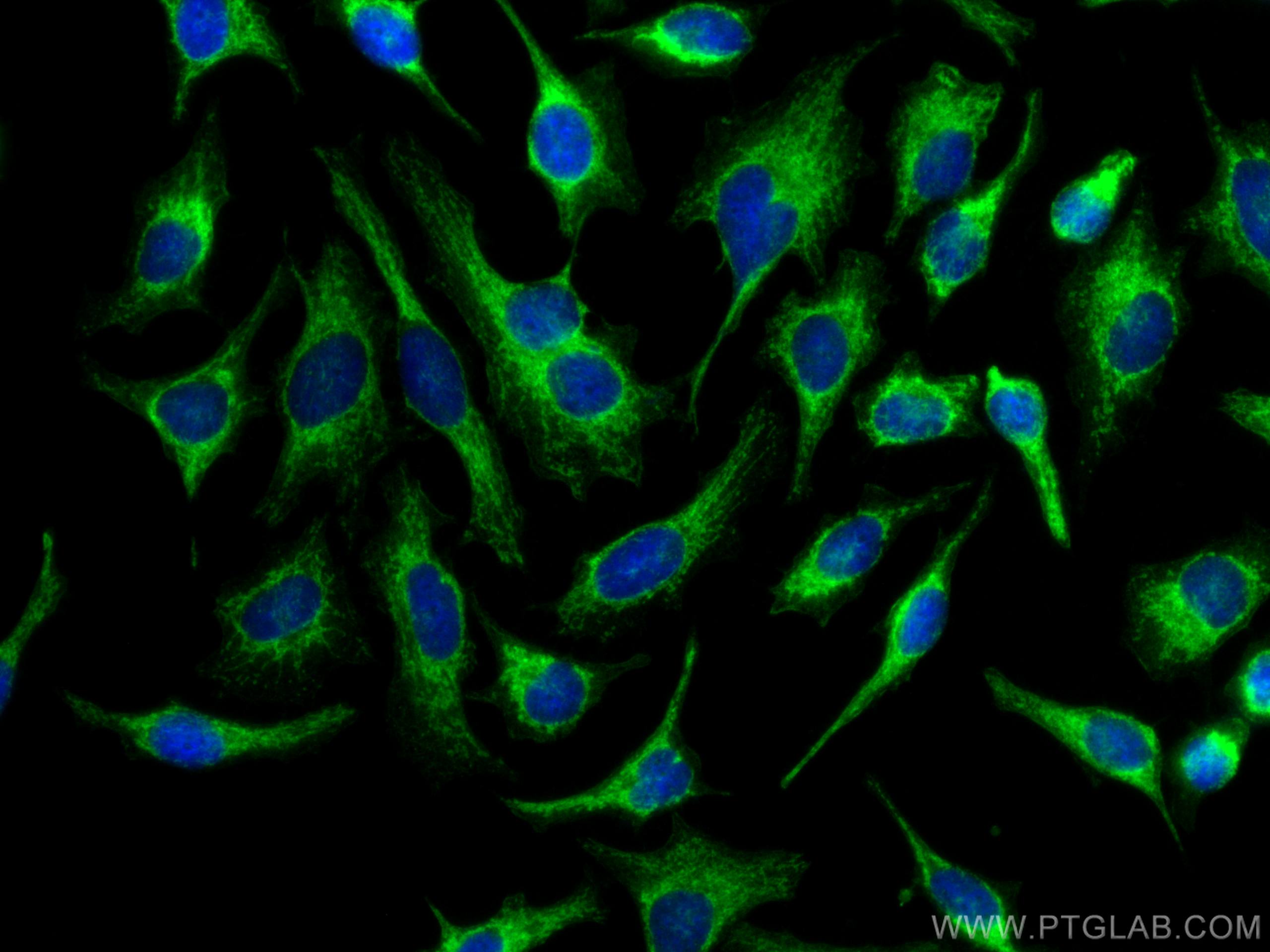 Immunofluorescence (IF) / fluorescent staining of HeLa cells using OCIAD1 Monoclonal antibody (66698-1-Ig)