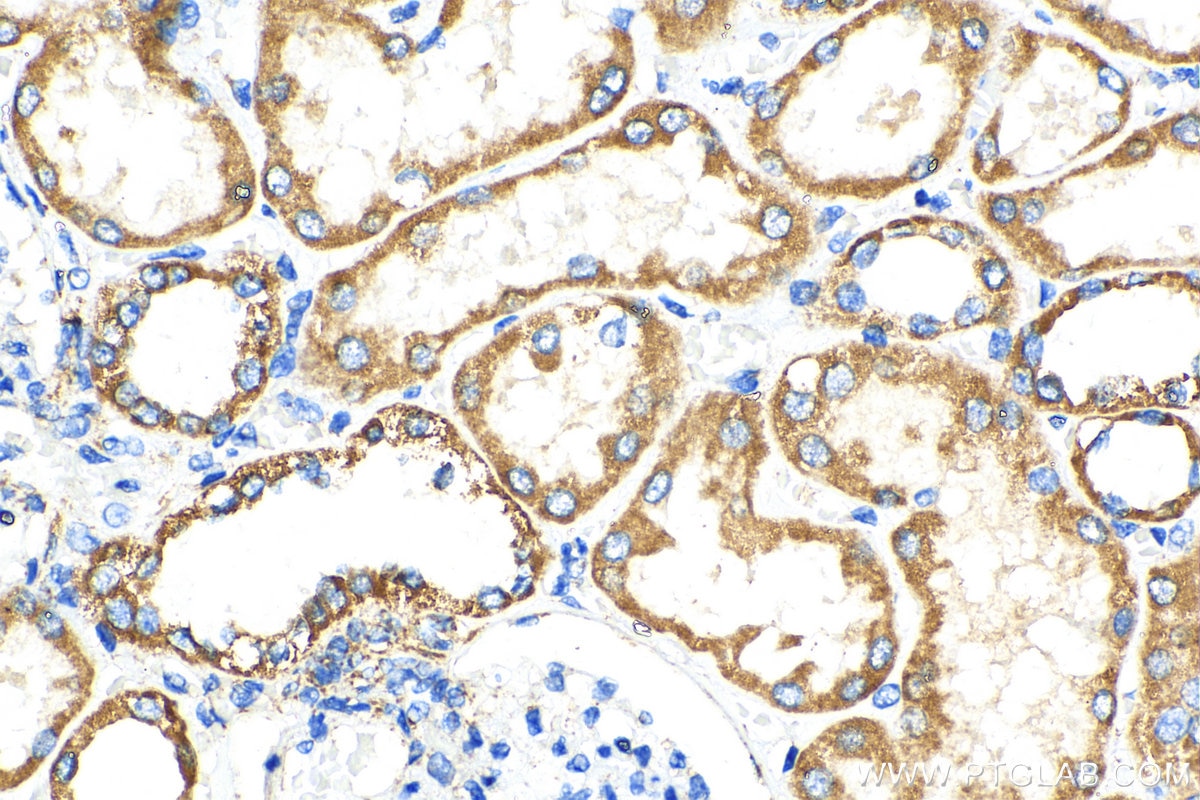 Immunohistochemistry (IHC) staining of human kidney tissue using OCIAD1 Monoclonal antibody (66698-1-Ig)