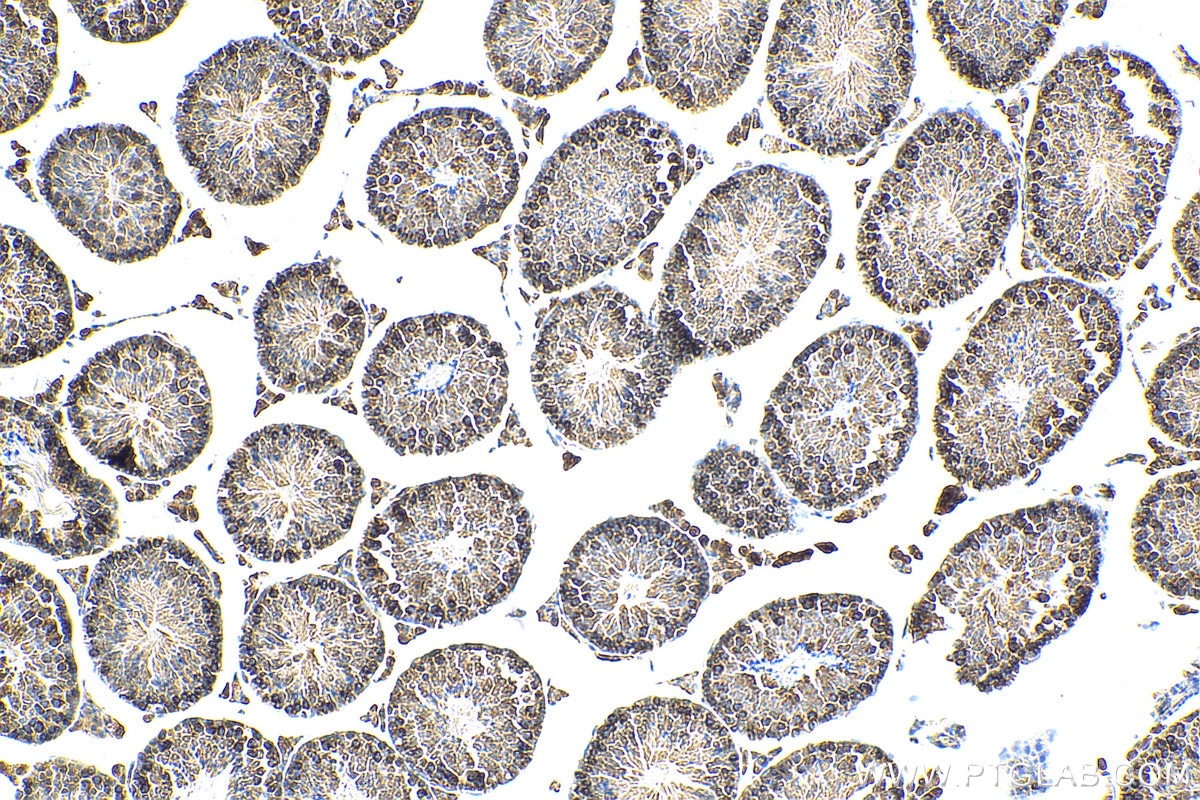 Immunohistochemistry (IHC) staining of mouse testis tissue using OCIAD1 Monoclonal antibody (66698-1-Ig)