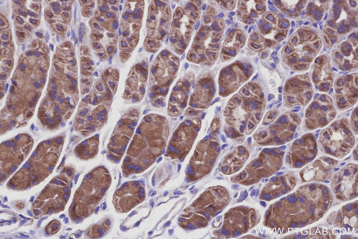 IHC staining of mouse stomach using 66698-1-Ig Immunohistochemistry (IHC) staining of mouse stomach tissue using OCIAD1 Monoclonal antibody (66698-1-Ig)