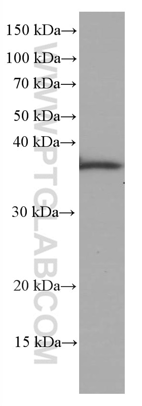 Western Blot (WB) analysis of rat testis tissue using OCIAD1 Monoclonal antibody (66698-1-Ig)