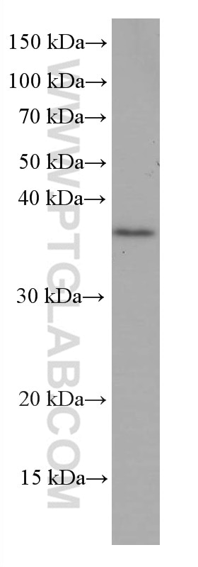 Western Blot (WB) analysis of mouse testis tissue using OCIAD1 Monoclonal antibody (66698-1-Ig)